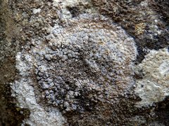 Pyrenodesmia chalybaea