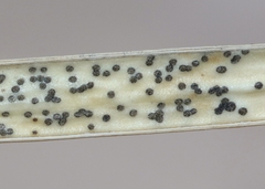 Kellermania yuccigena