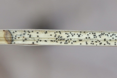 Kellermania yuccigena