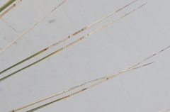 Kellermania yuccigena