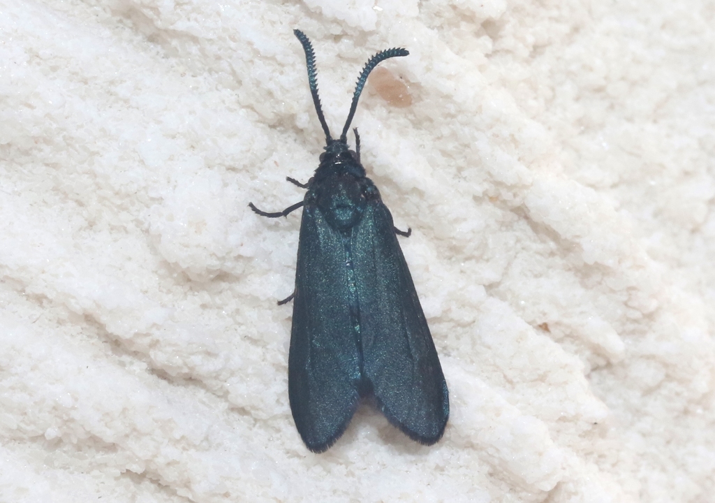 Acoloithus rectarius