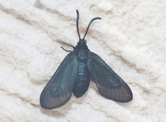 Triprocris cyanea