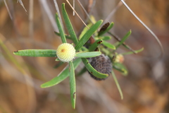 Isopogon sphaerocephalus