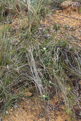 Isopogon sphaerocephalus