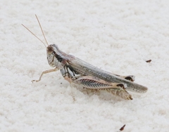 Melanoplus flavidus