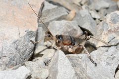 Deinacrida connectens