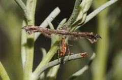 Michaelophorus indentatus