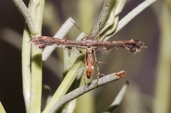 Michaelophorus indentatus