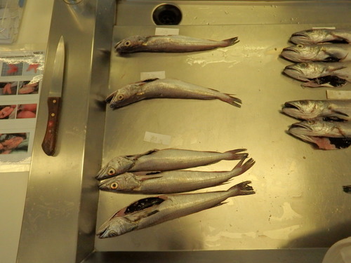 Merluccius merluccius