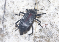 Eleodes acuta