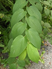 Trema micrantha floridana