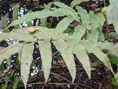 Meniscium reticulatum