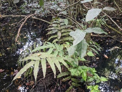 Meniscium reticulatum