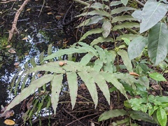 Meniscium reticulatum