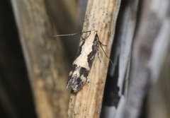 Chionodes fructuaria