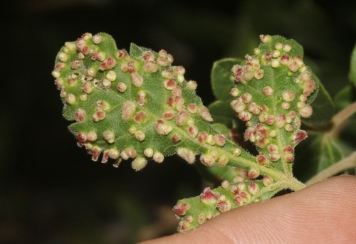 Poison Ivy Leaf Mite