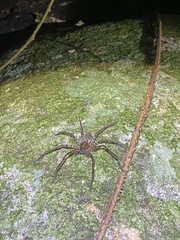 Heteropodinae