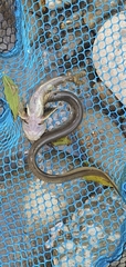 Carpathian Brook Lamprey photo 1