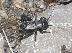 Gryllus lightfooti