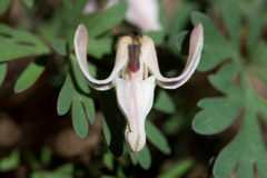 Dicentra uniflora