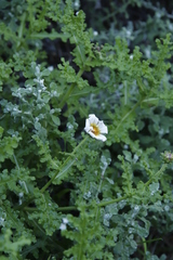 Arctotis aspera aspera