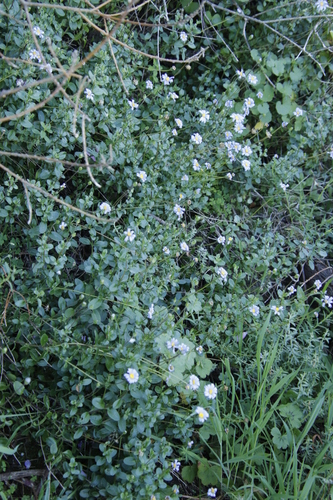 Felicia amelloides