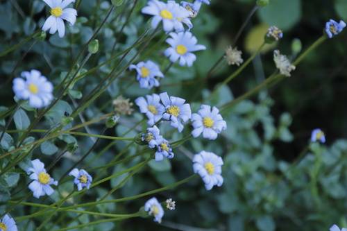 Felicia amelloides