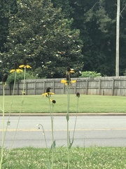 Rudbeckia maxima