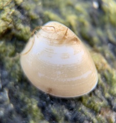 Nucula proxima