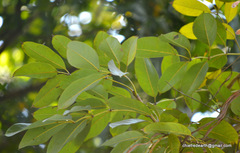 Magnoliopsida