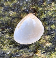 Nucula proxima