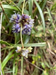 Dianella congesta