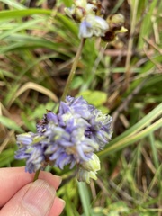 Dianella congesta