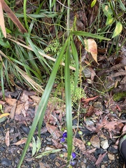 Dianella congesta