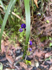 Dianella congesta