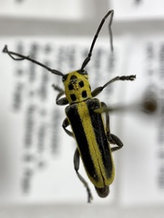 Saperda puncticollis