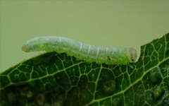 Pristiphora abbreviata