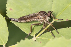 Machimus snowii