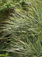 Aciphylla squarrosa squarrosa