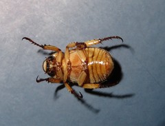 Adoretus ictericus
