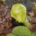 Bulbophyllum pygmaeum - Photo 由 mattward 所上傳的 (c) mattward，保留部份權利CC BY-NC