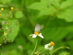 Sinthusa chandrana