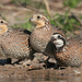 Texas Bobwhite - Photo (c) Steve Bentsen, some rights reserved (CC BY-NC), uploaded by Steve Bentsen
