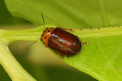 Platymela sticticollis