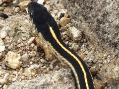 Thamnophis elegans elegans