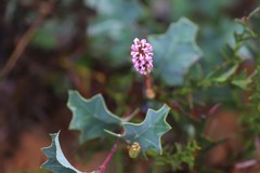 Grevillea quercifolia
