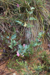 Grevillea quercifolia