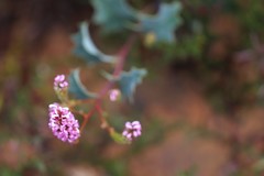 Grevillea quercifolia