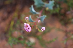 Grevillea quercifolia