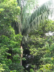 Oenocarpus
